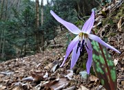 24 Dente di cane (Erythronium dens canis)